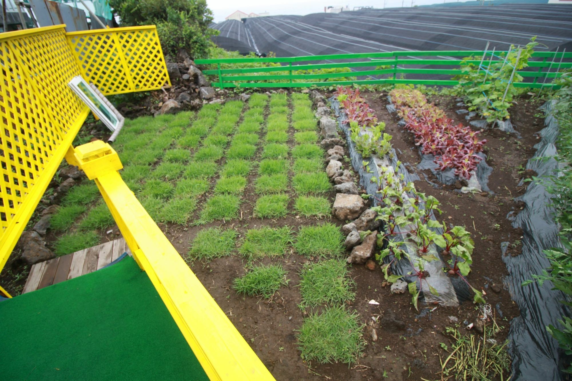 Jeju Sunflower Pension Seogwipo Extérieur photo